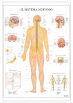 149- Sistema nervoso umano carta murale da aula  67x100